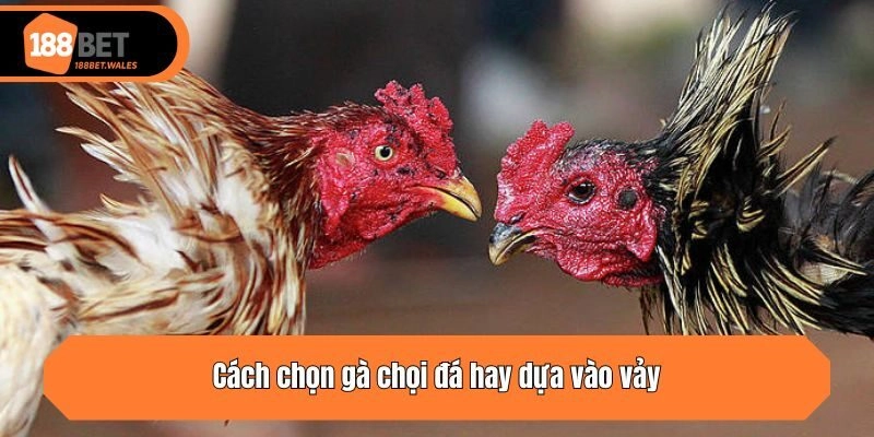 Cách chọn gà chọi đá hay dựa vào vảy