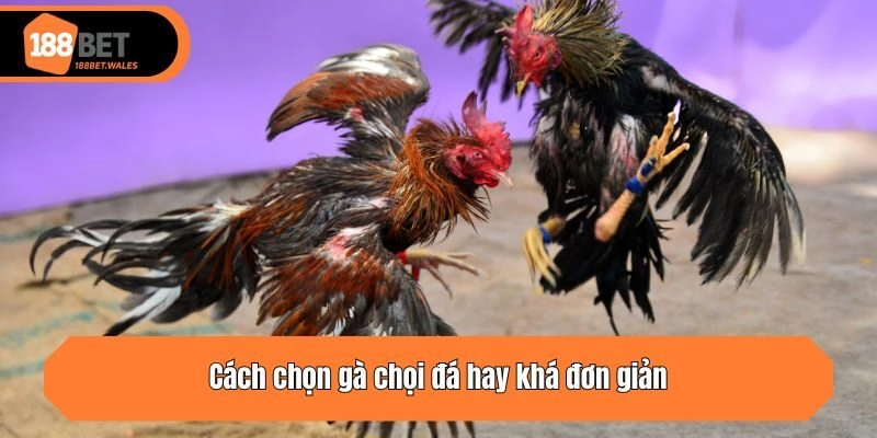Cách chọn gà chọi đá hay khá đơn giản