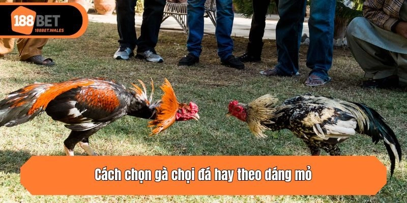 Cách chọn gà chọi đá hay theo dáng mỏ