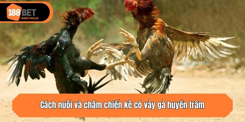 Cách nuôi và chăm chiến kê có vảy gà huyền trâm