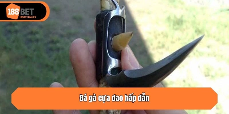 Đá gà cựa dao hấp dẫn