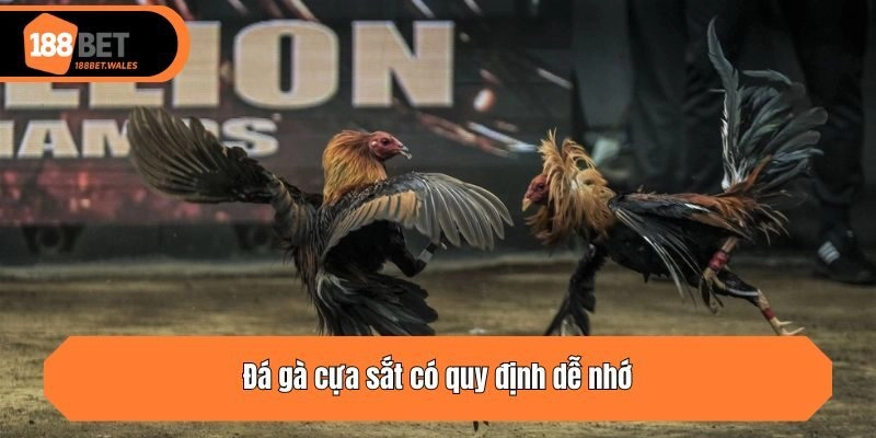Đá gà cựa sắt có quy định dễ nhớ