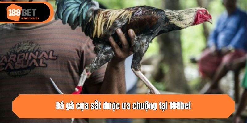 Đá gà cựa sắt được ưa chuộng tại 188bet