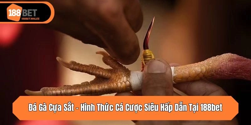 Đá Gà Cựa Sắt – Hình Thức Cá Cược Siêu Hấp Dẫn Tại 188bet