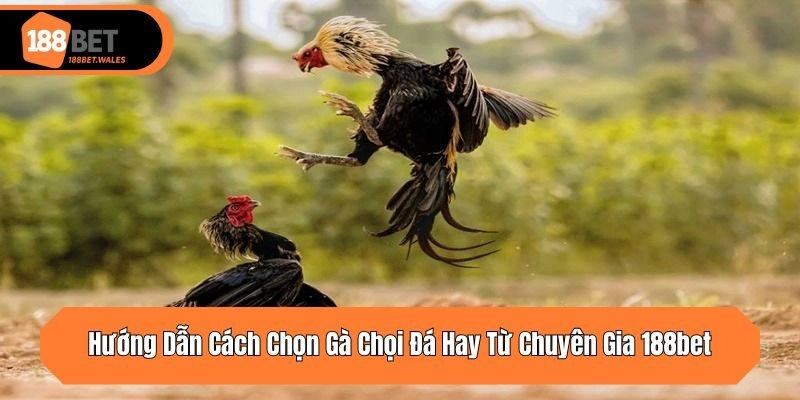 Hướng Dẫn Cách Chọn Gà Chọi Đá Hay Từ Chuyên Gia 188bet