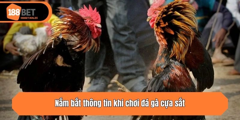Nắm bắt thông tin khi chơi đá gà cựa sắt