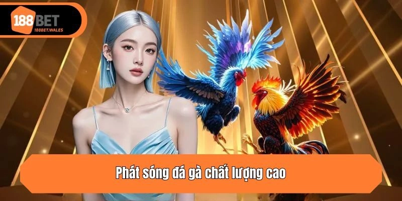 Phát sóng đá gà chất lượng cao