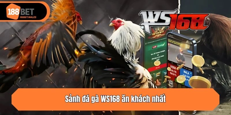 Sảnh đá gà WS168 ăn khách nhất