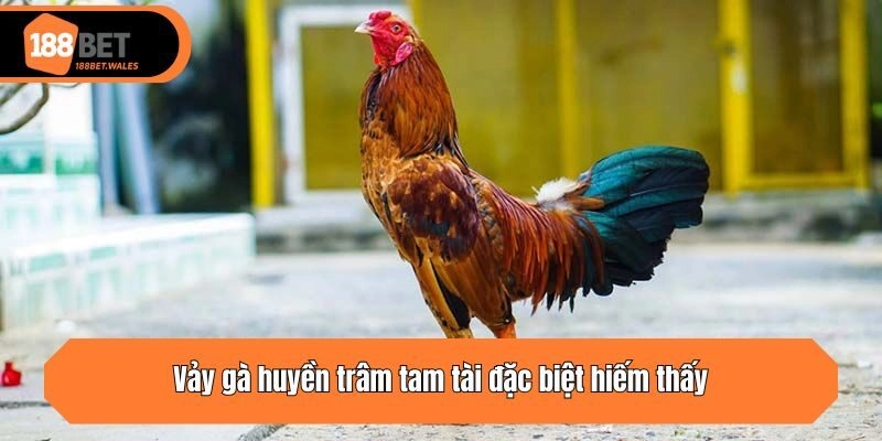 Vảy gà huyền trâm tam tài đặc biệt hiếm thấy